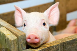 生猪现货价格连跌近5个月，累计跌幅超50%！