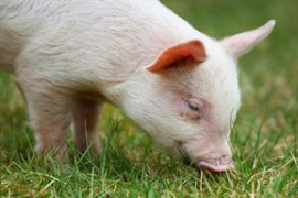 生猪主力合约跌破18000元/吨 续刷上市以来新低